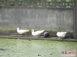 娱乐吃瓜鹅鸭,鹅鸭带你领略明星幕后故事